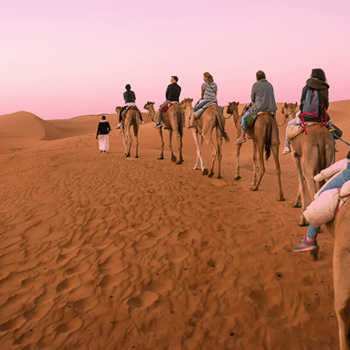 A camel caravan crossing the Wahiba Sands at dusk