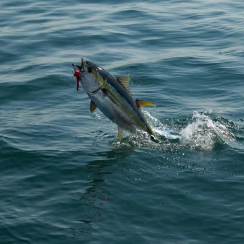 A fish leaping from the sea on a fishing line