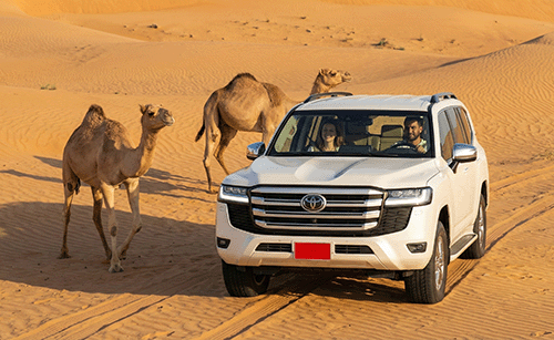 A white 4x4 in the desert with two camels