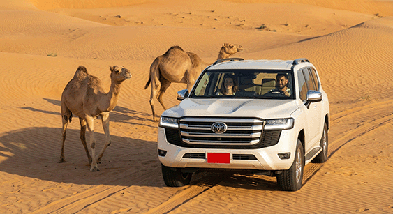 A white 4x4 in the desert with two camels