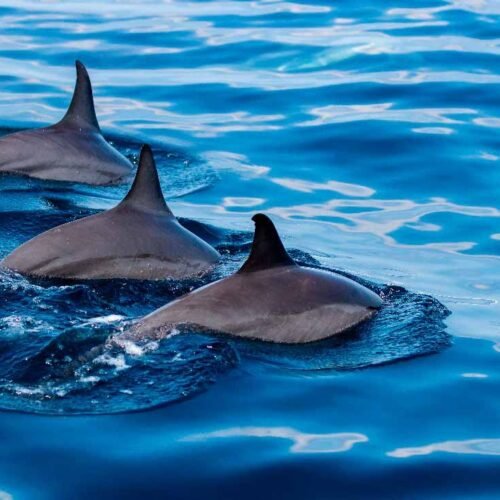 Three dolphins surfacing together