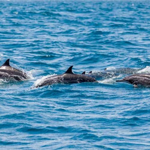 A pod of dolphins swimming at the surface