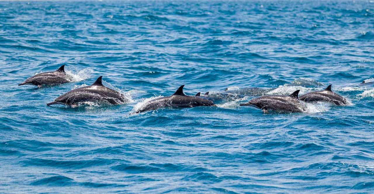 A pod of dolphins swimming at the surface