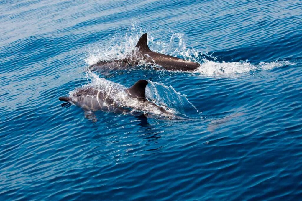 Two dolphins surfacing in blue water