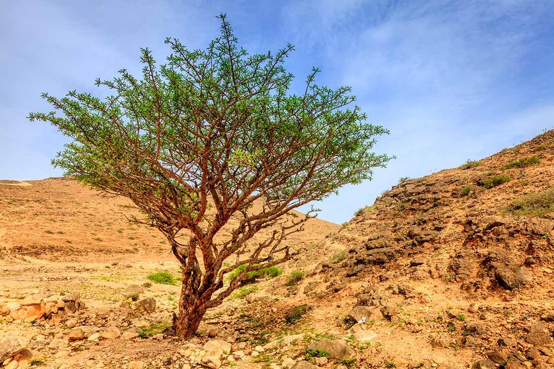 A frankincense tree on a dry hillside in Dhofar