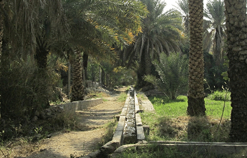 A falaj channel running between date palms in Misfat