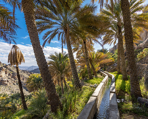 Date palms beside a falaj channel in Misfat Al Abriyeen