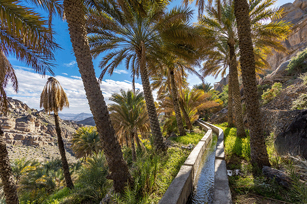 Date palms beside a falaj channel in Misfat Al Abriyeen