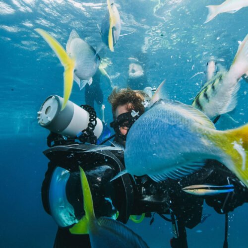 A diver surrounded by yellow-tailed fish