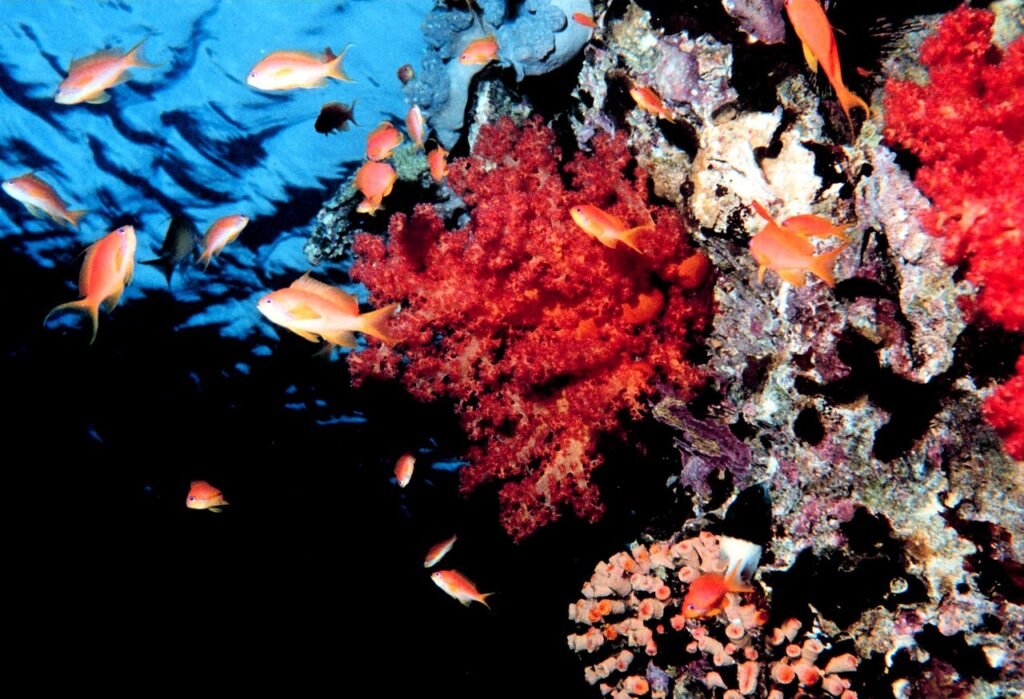 Orange anthias fish swimming over red soft coral on a reef