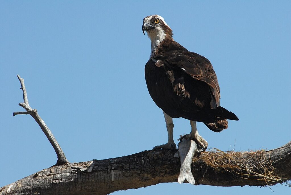 An osprey perched on a bare branch holding a fish